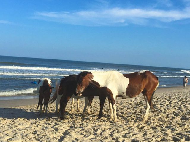 Exploring Maryland’s Best Beaches: Sunshine, Sand, and Endless Ocean Fun